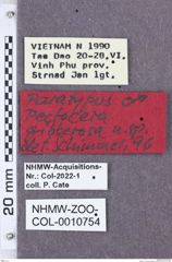 Etikette zu Pectocera gibberosa (NHMW-ZOO-COL-0010754)